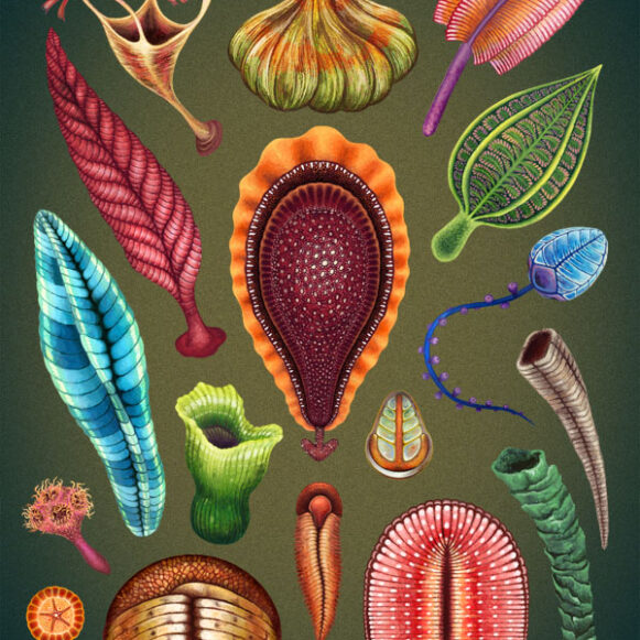 Garden_Of_Ediacara