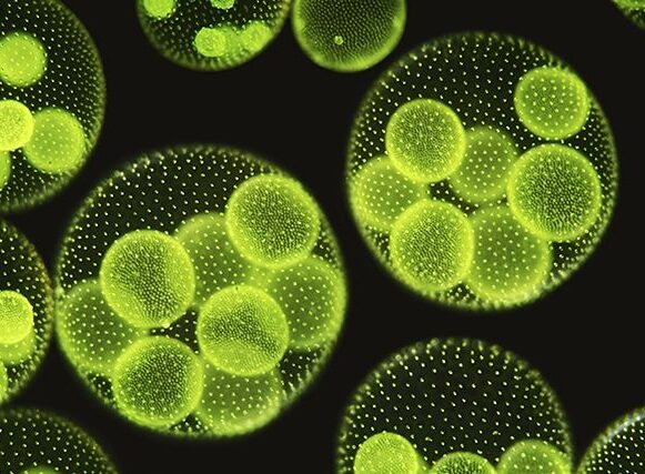 Volvox aureus – daughter colonies grow within main colony